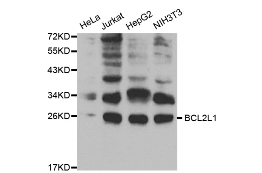 Western blot - BCL2L1 Antibody from Signalway Antibody (32013) - Antibodies.com
