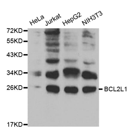Western blot - BCL2L1 Antibody from Signalway Antibody (32013) - Antibodies.com
