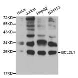 Western blot - BCL2L1 Antibody from Signalway Antibody (32013) - Antibodies.com