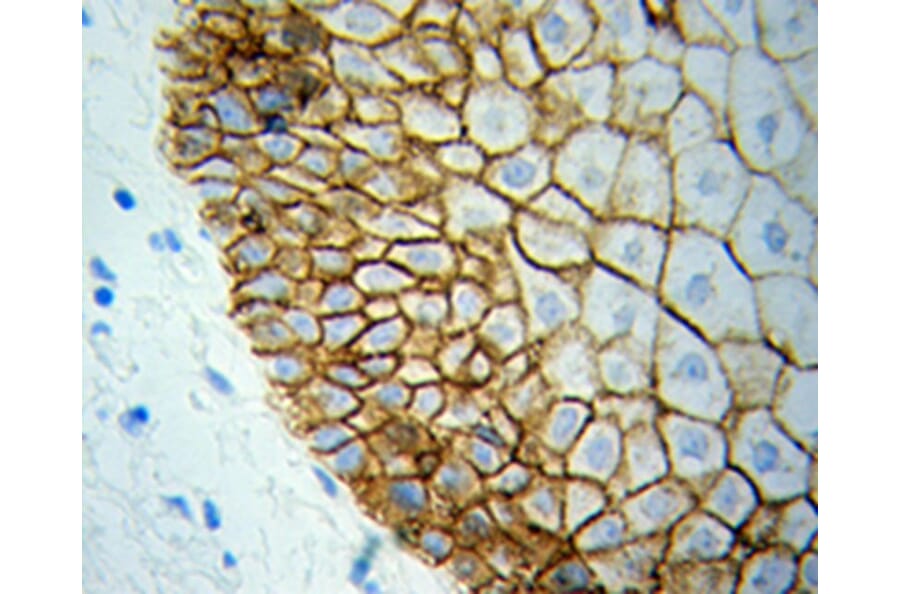 Immunohistochemistry - BCL2L1 Antibody from Signalway Antibody (32013) - Antibodies.com