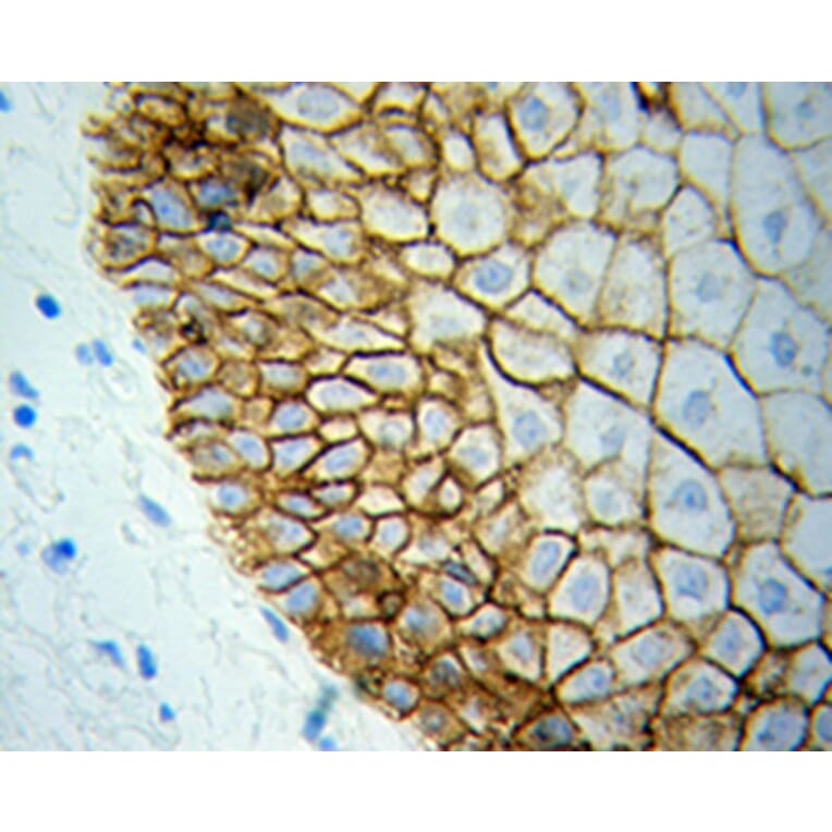 Immunohistochemistry - BCL2L1 Antibody from Signalway Antibody (32013) - Antibodies.com
