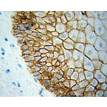 Immunohistochemistry - BCL2L1 Antibody from Signalway Antibody (32013) - Antibodies.com