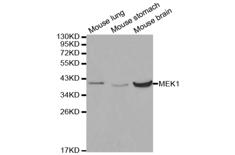 Western blot - MAP2K1 Antibody from Signalway Antibody (32044) - Antibodies.com