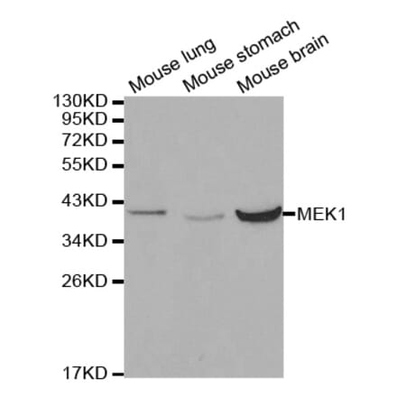 Western blot - MAP2K1 Antibody from Signalway Antibody (32044) - Antibodies.com
