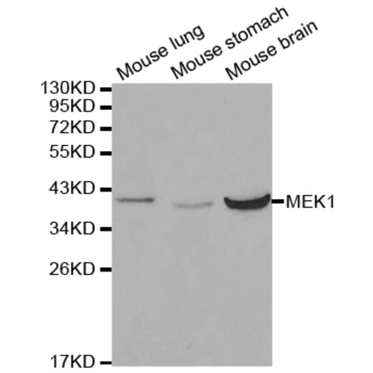 Western blot - MAP2K1 Antibody from Signalway Antibody (32044) - Antibodies.com