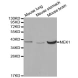 Western blot - MAP2K1 Antibody from Signalway Antibody (32044) - Antibodies.com