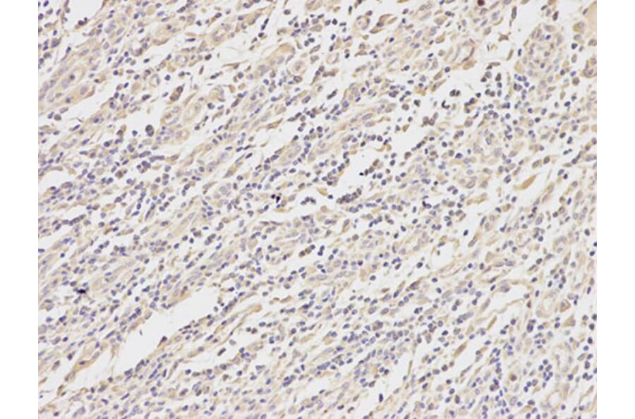 Immunohistochemistry - MAP2K1 Antibody from Signalway Antibody (32044) - Antibodies.com