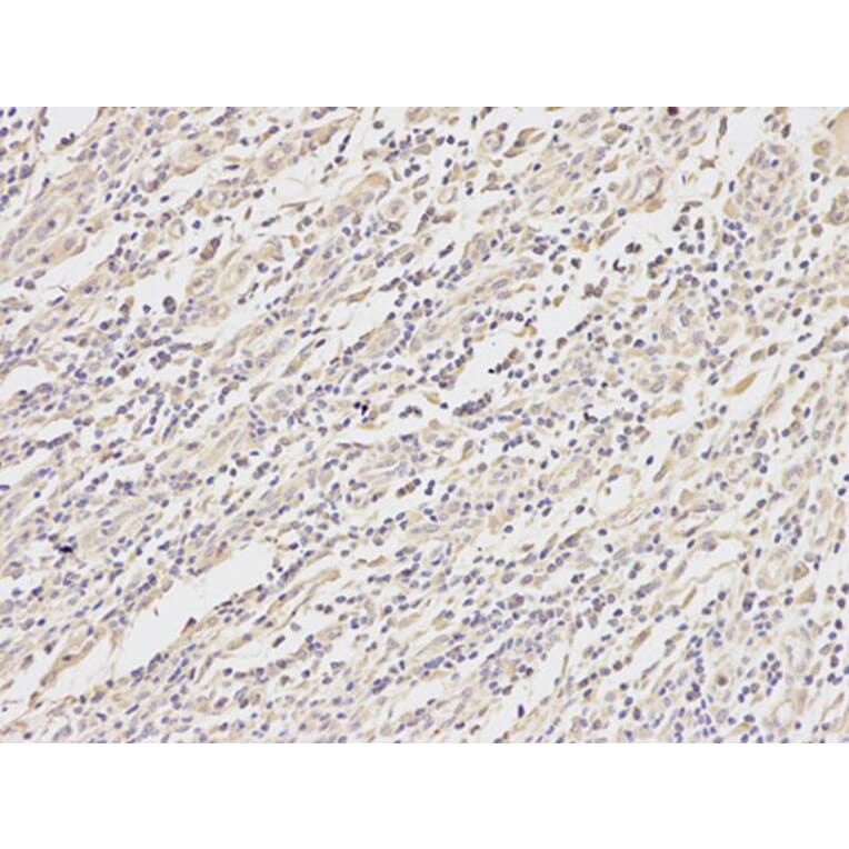 Immunohistochemistry - MAP2K1 Antibody from Signalway Antibody (32044) - Antibodies.com