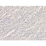 Immunohistochemistry - MAP2K1 Antibody from Signalway Antibody (32044) - Antibodies.com