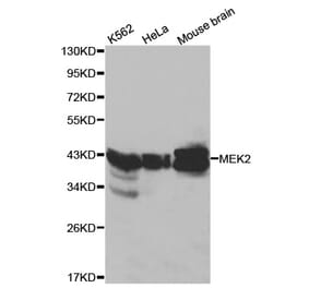 Western blot - MAP2K2 Antibody from Signalway Antibody (32045) - Antibodies.com