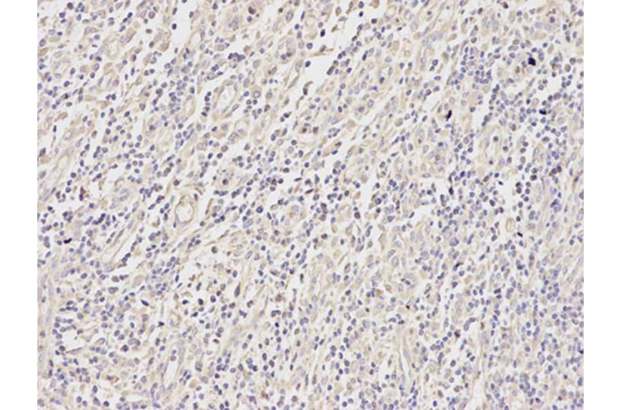 Immunohistochemistry - MAP2K2 Antibody from Signalway Antibody (32045) - Antibodies.com
