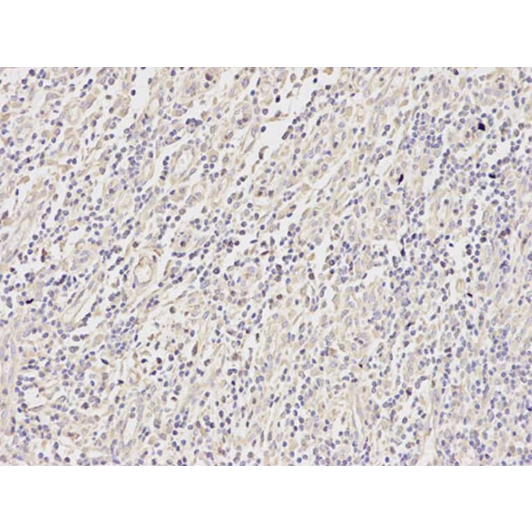 Immunohistochemistry - MAP2K2 Antibody from Signalway Antibody (32045) - Antibodies.com