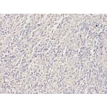 Immunohistochemistry - MAP2K2 Antibody from Signalway Antibody (32045) - Antibodies.com