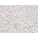 Immunohistochemistry - MAP2K2 Antibody from Signalway Antibody (32045) - Antibodies.com