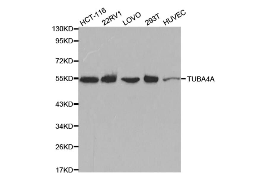 Western blot - TUBA4A Antibody from Signalway Antibody (32061) - Antibodies.com