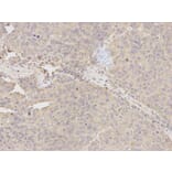Immunohistochemistry - TUBA4A Antibody from Signalway Antibody (32061) - Antibodies.com