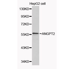 Western blot - ANGPT2 Antibody from Signalway Antibody (32088) - Antibodies.com