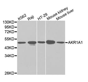 Western blot - AKR1A1 Antibody from Signalway Antibody (32142) - Antibodies.com