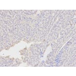 Immunohistochemistry - AKR1A1 Antibody from Signalway Antibody (32142) - Antibodies.com