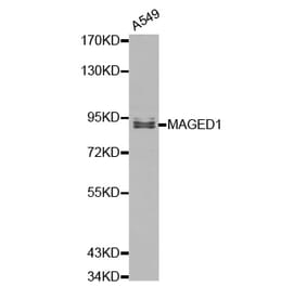 Western blot - MAGED1 Antibody from Signalway Antibody (32153) - Antibodies.com