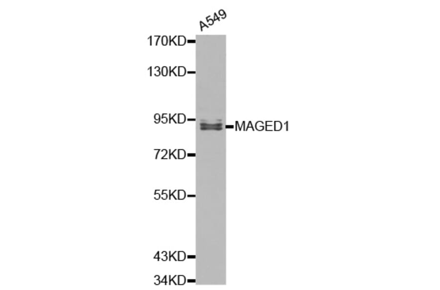 Western blot - MAGED1 Antibody from Signalway Antibody (32153) - Antibodies.com