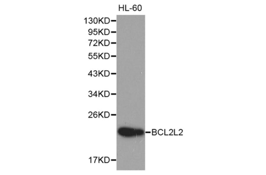 Western blot - BCL2L2 Antibody from Signalway Antibody (32190) - Antibodies.com