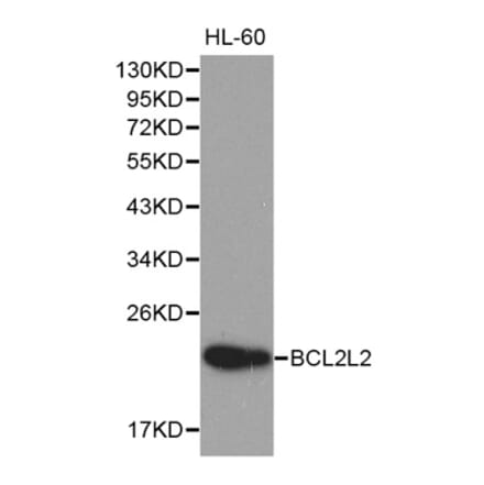 Western blot - BCL2L2 Antibody from Signalway Antibody (32190) - Antibodies.com