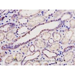 Immunohistochemistry - BCL2L2 Antibody from Signalway Antibody (32190) - Antibodies.com