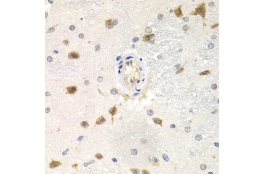 Immunohistochemistry - CDC25A Antibody from Signalway Antibody (32202) - Antibodies.com