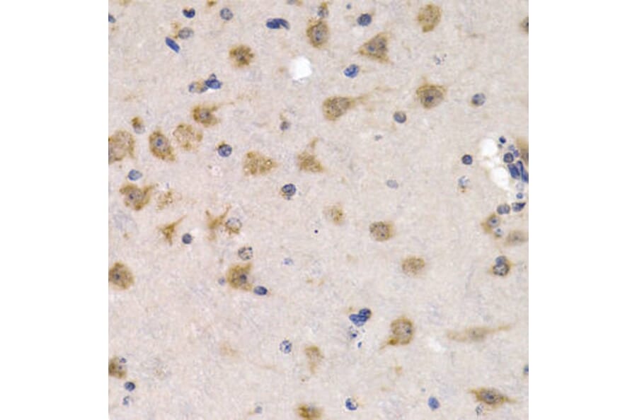 Immunohistochemistry - CDC25A Antibody from Signalway Antibody (32202) - Antibodies.com