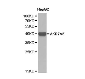 Western blot - AKR7A2 Antibody from Signalway Antibody (32242) - Antibodies.com