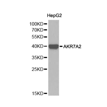 Western blot - AKR7A2 Antibody from Signalway Antibody (32242) - Antibodies.com