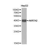 Western blot - AKR7A2 Antibody from Signalway Antibody (32242) - Antibodies.com