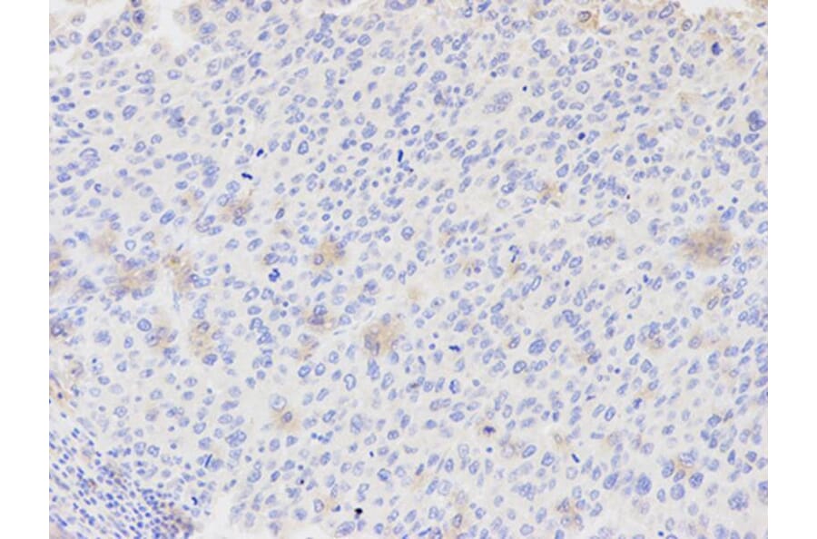 Immunohistochemistry - AKR7A2 Antibody from Signalway Antibody (32242) - Antibodies.com