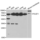 Western blot - POU2F1 Antibody from Signalway Antibody (32384) - Antibodies.com