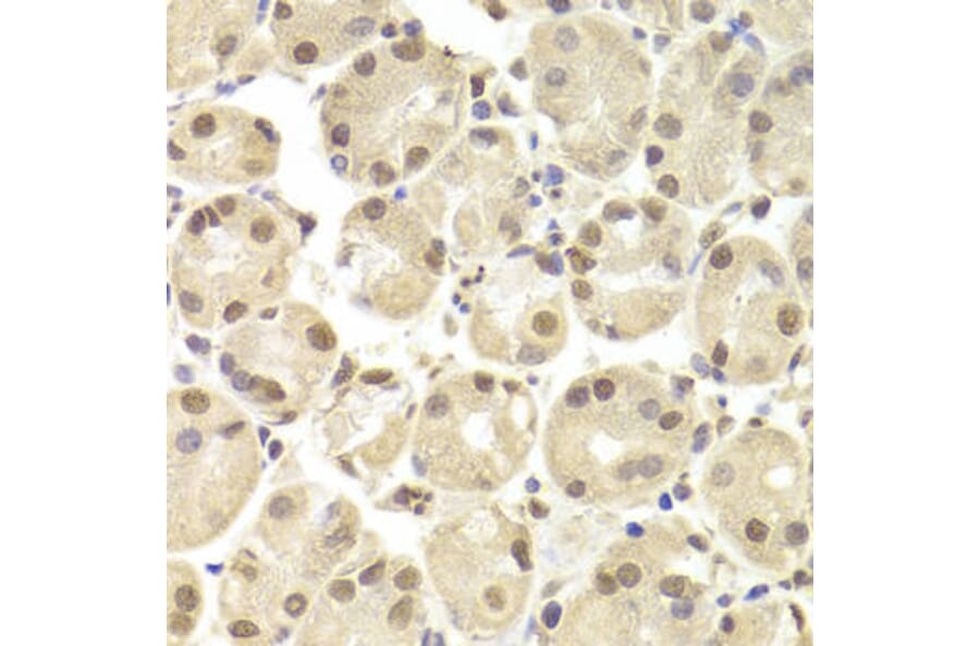 Immunohistochemistry - POU2F1 Antibody from Signalway Antibody (32384) - Antibodies.com