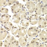 Immunohistochemistry - POU2F1 Antibody from Signalway Antibody (32384) - Antibodies.com