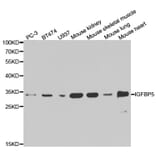 Western blot - IGFBP5 Antibody from Signalway Antibody (32403) - Antibodies.com