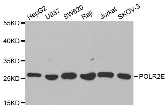 Western blot analysis of extracts of various cell lines, using POLR2E antibody.