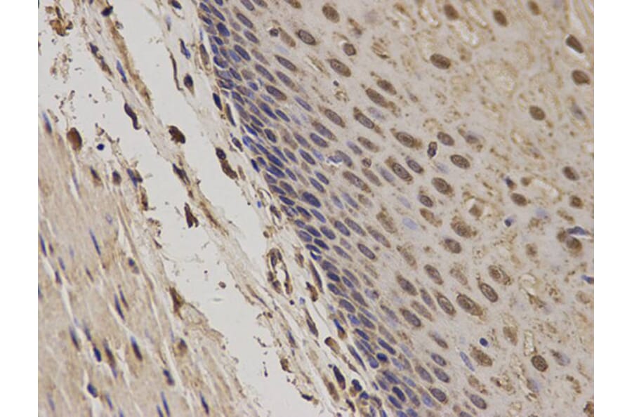Immunohistochemistry - POLR2E Antibody from Signalway Antibody (32417) - Antibodies.com