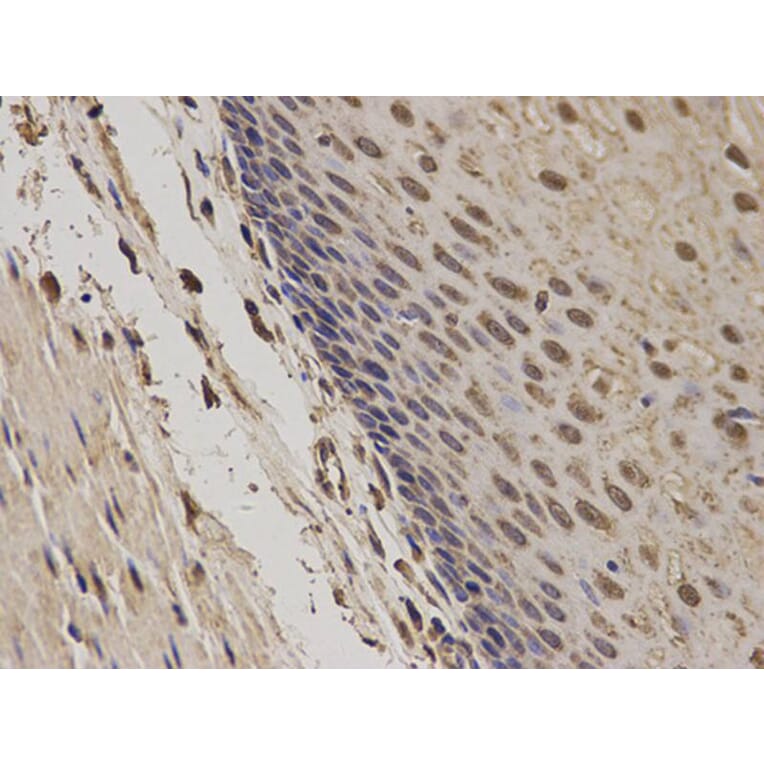 Immunohistochemistry - POLR2E Antibody from Signalway Antibody (32417) - Antibodies.com