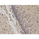 Immunohistochemistry - POLR2E Antibody from Signalway Antibody (32417) - Antibodies.com