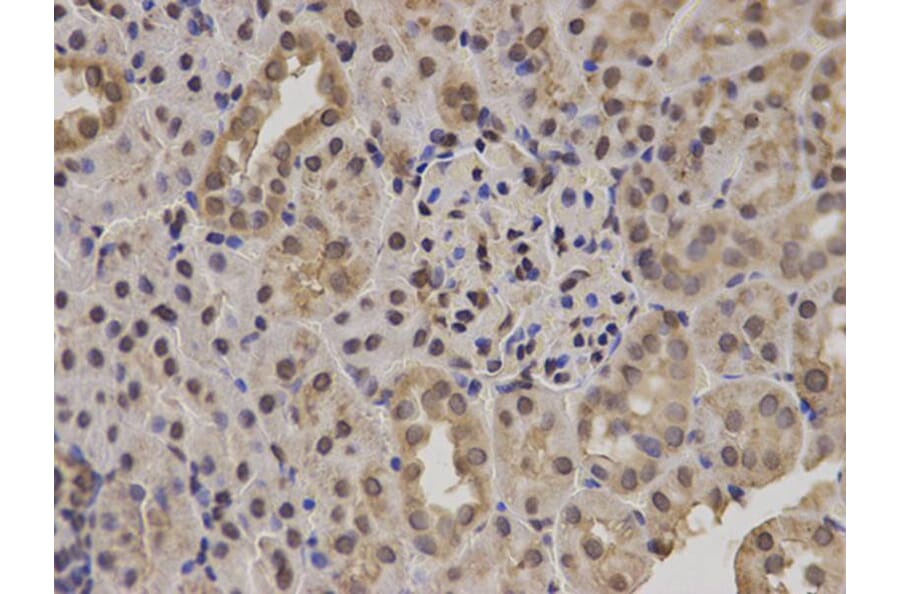 Immunohistochemistry - POLR2E Antibody from Signalway Antibody (32417) - Antibodies.com