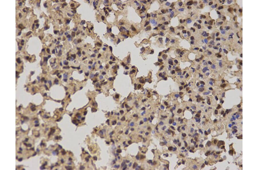 Immunohistochemistry - POLR2E Antibody from Signalway Antibody (32417) - Antibodies.com