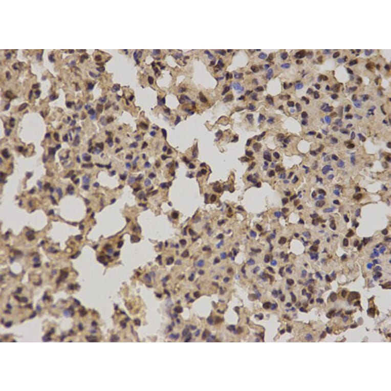 Immunohistochemistry - POLR2E Antibody from Signalway Antibody (32417) - Antibodies.com