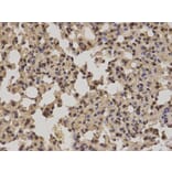 Immunohistochemistry - POLR2E Antibody from Signalway Antibody (32417) - Antibodies.com