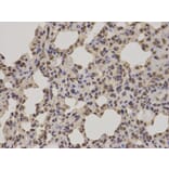 Immunohistochemistry - POLR2E Antibody from Signalway Antibody (32417) - Antibodies.com