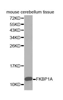 Western blot analysis of extracts of mouse cerebellum tissue, using FKBP1A antibody.