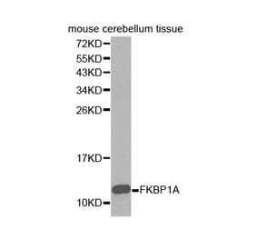 Western blot - FKBP1A Antibody from Signalway Antibody (32421) - Antibodies.com