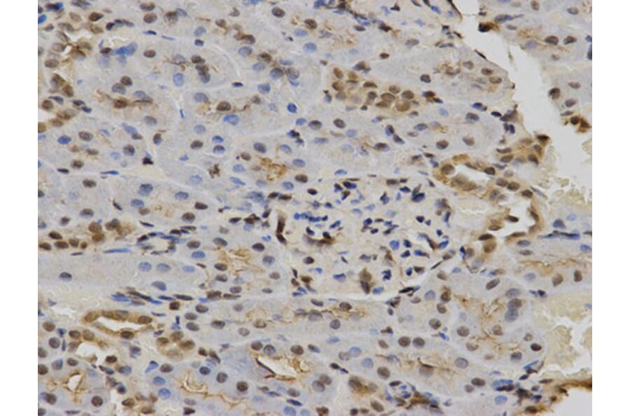 Immunohistochemistry - POLR2C Antibody from Signalway Antibody (32435) - Antibodies.com